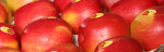 Kernobst ist unser Kerngeschäft - Leckere Äpfel und Birnen aus eigenem Anbau