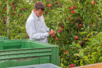 Schonende Apfel-Ernte von Hand