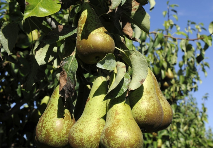 Leckere Birnen aus unserem Anbau