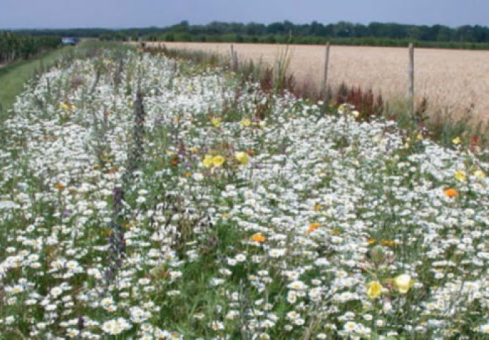 Einsatz von natürlichen Nützlinge