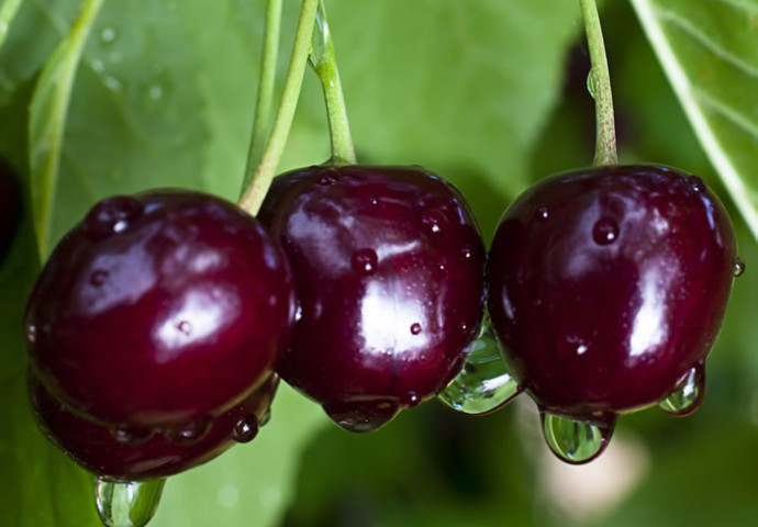 Steinobst - Süßkirschen und viele weitere Sorten