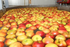 Professionelle Sortierung unserer Früchte