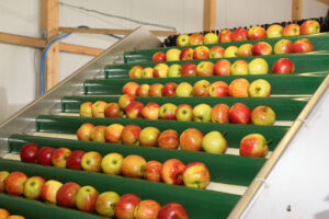 Professionelle Sortierung unserer Früchte