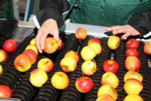 Professionelle Sortierung unserer Früchte