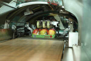 Professionelle Sortierung unserer Früchte