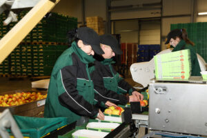 Professionelle Sortierung unserer Früchte