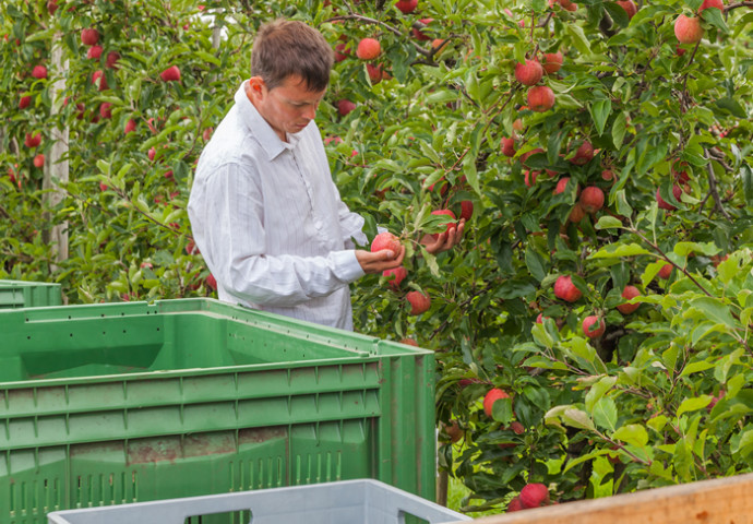 Besonders schonende Ernte von Hand